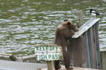 Bear Viewing Kodiak Island Alaska